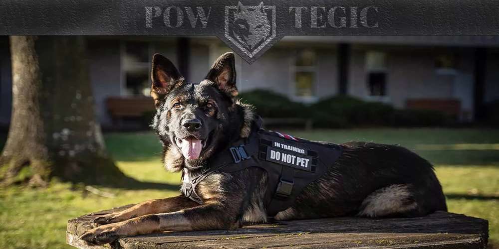 The Ultimate Guide to German Shepherd Vests: Functionality and Style