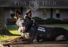 The Ultimate Guide to German Shepherd Vests: Functionality and Style