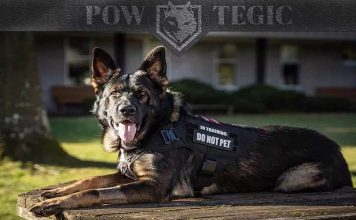 The Ultimate Guide to German Shepherd Vests: Functionality and Style